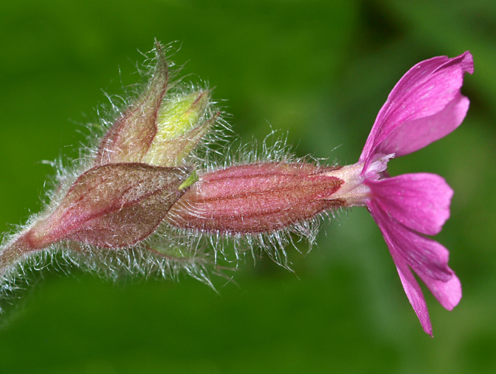 Illustration Silene dioica, Par Dominicus Johannes Bergsma, via wikimedia 