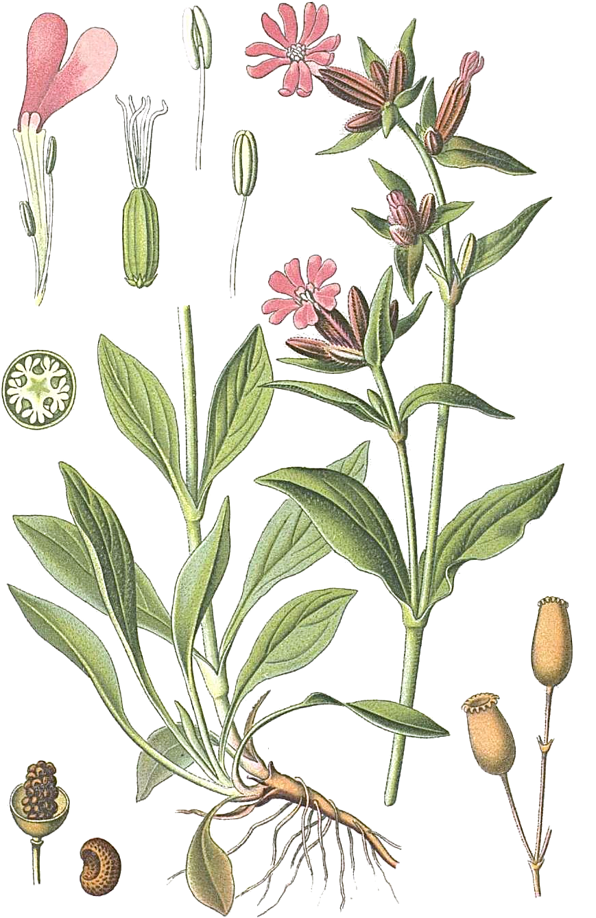 Illustration Silene dioica, Par Prof. Dr. Otto Wilhelm Thomé Flora von Deutschland, Österreich und der Schweiz 1885, Gera, Allemagne, via wikimedia 