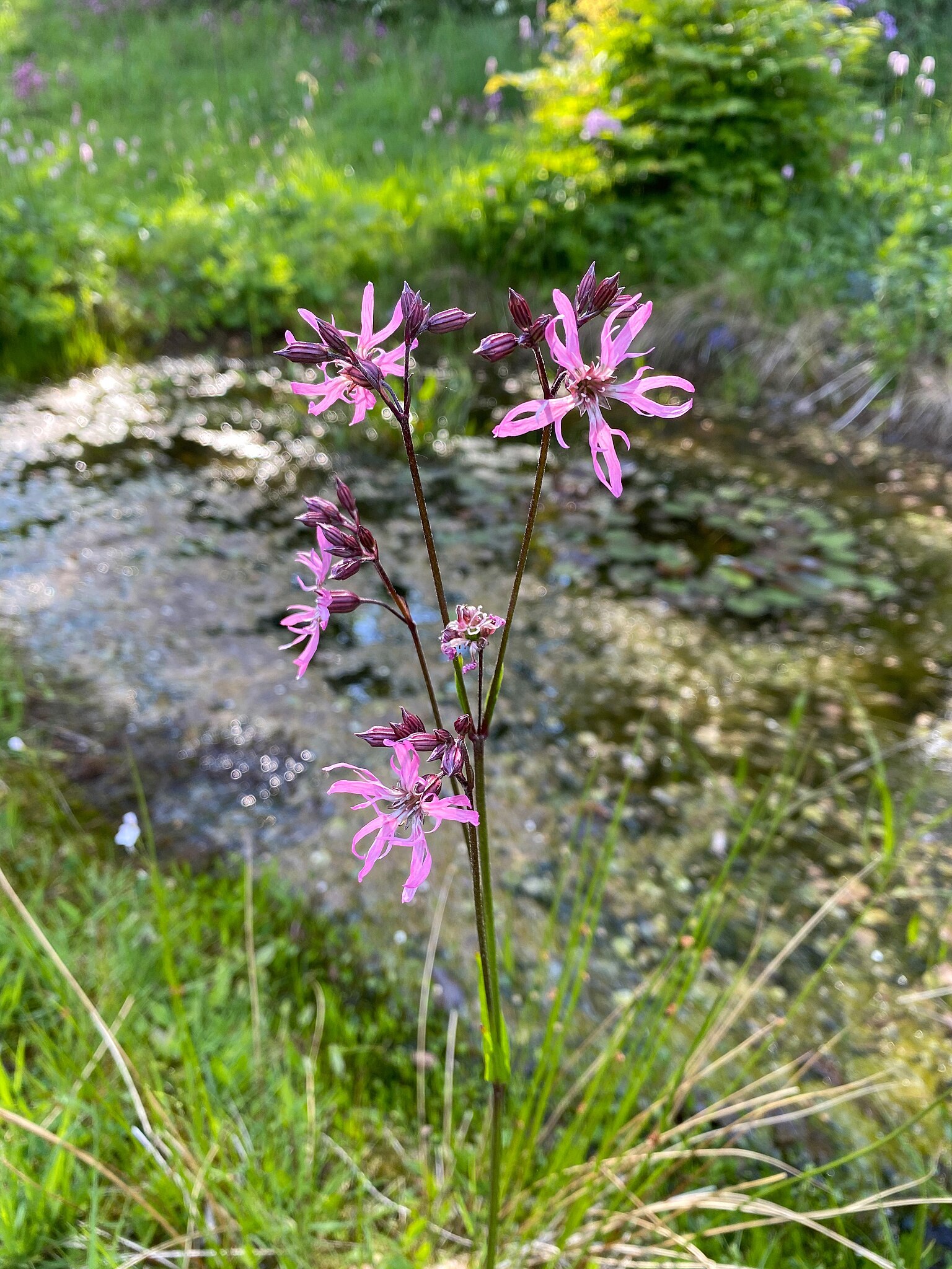 Illustration Silene flos-cuculi, Par DiAuras, via wikimedia 