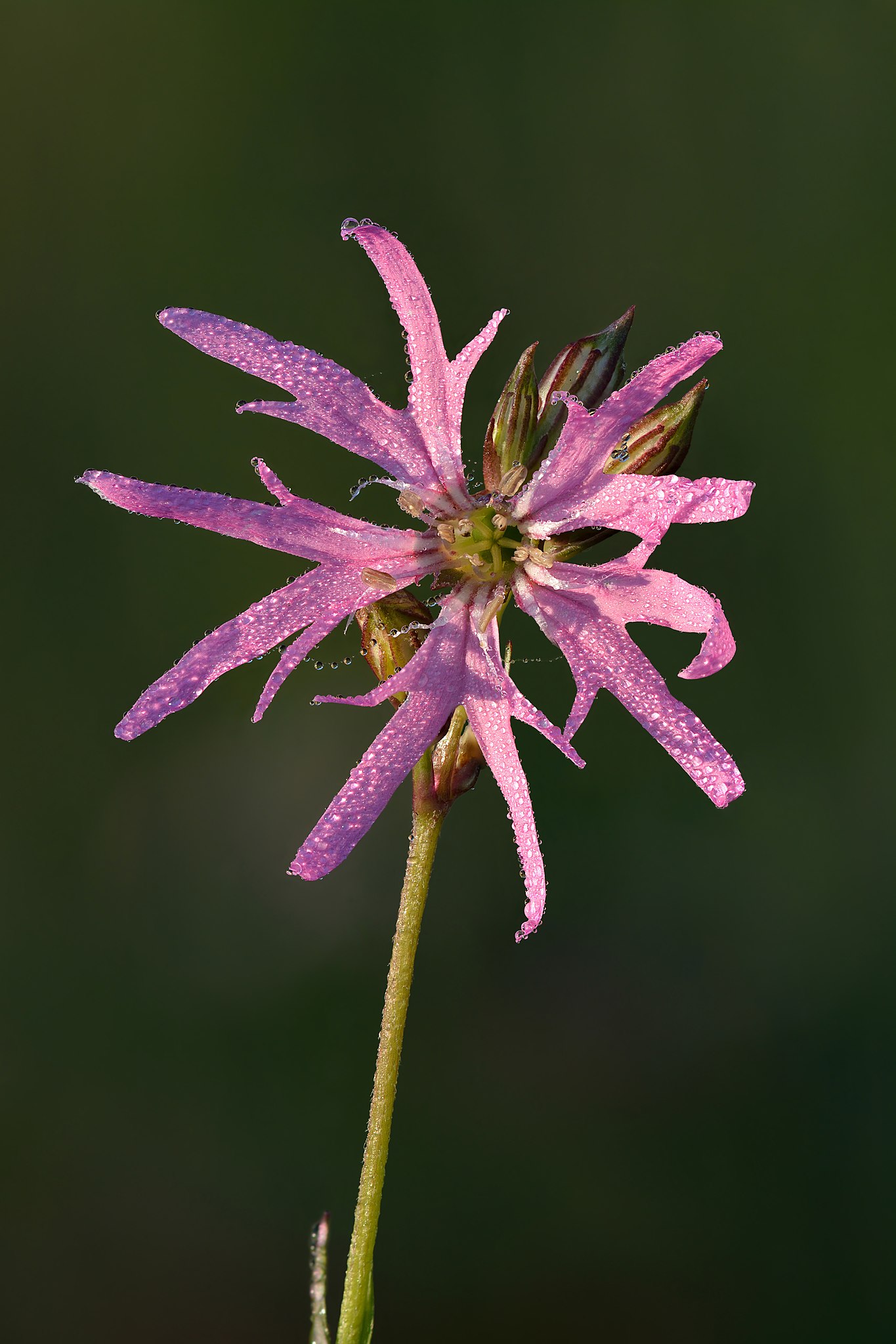 Illustration Silene flos-cuculi, Par Ivar Leidus, via wikimedia 