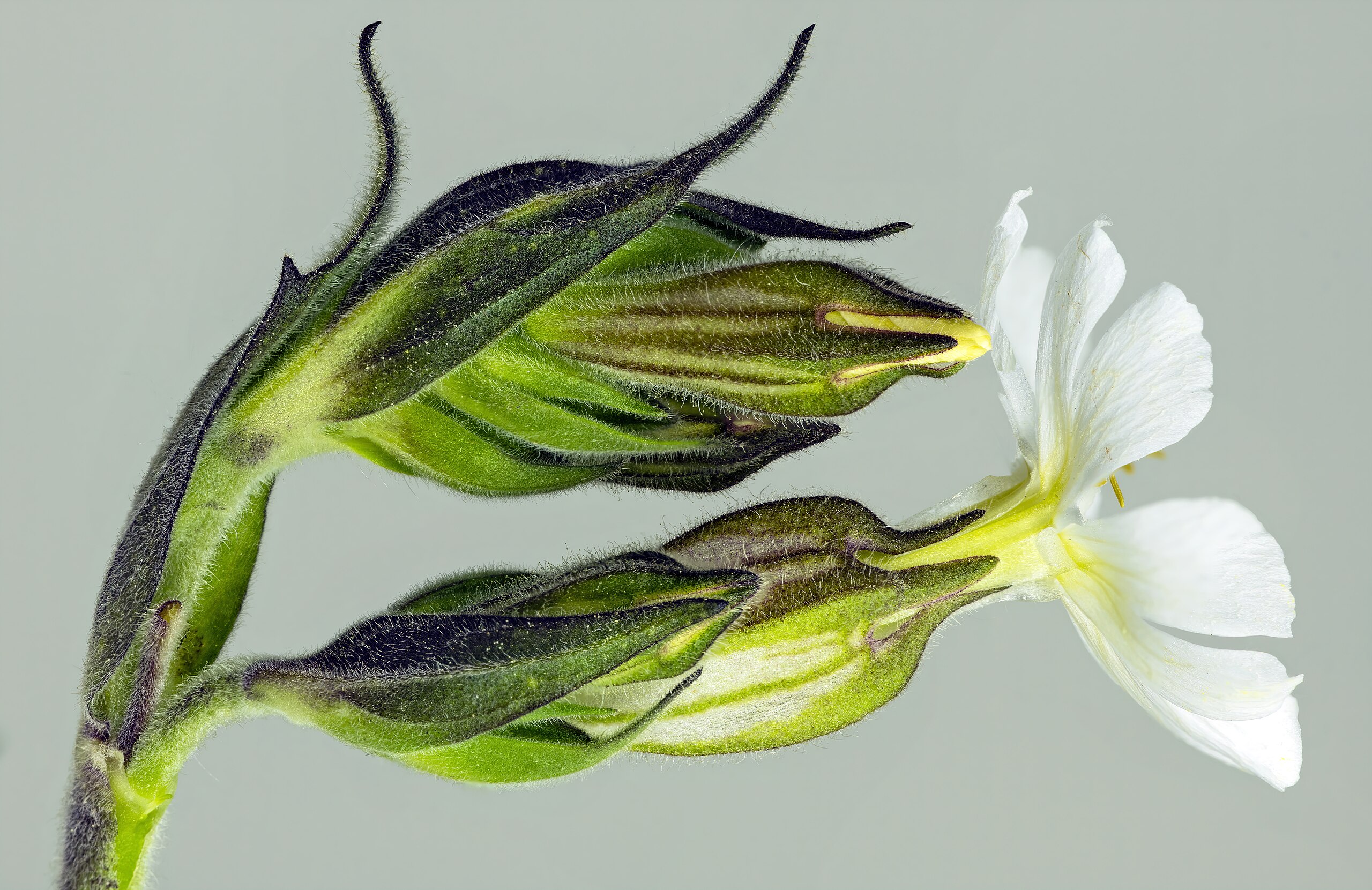 Illustration Silene latifolia, Par Didier Descouens, via wikimedia 