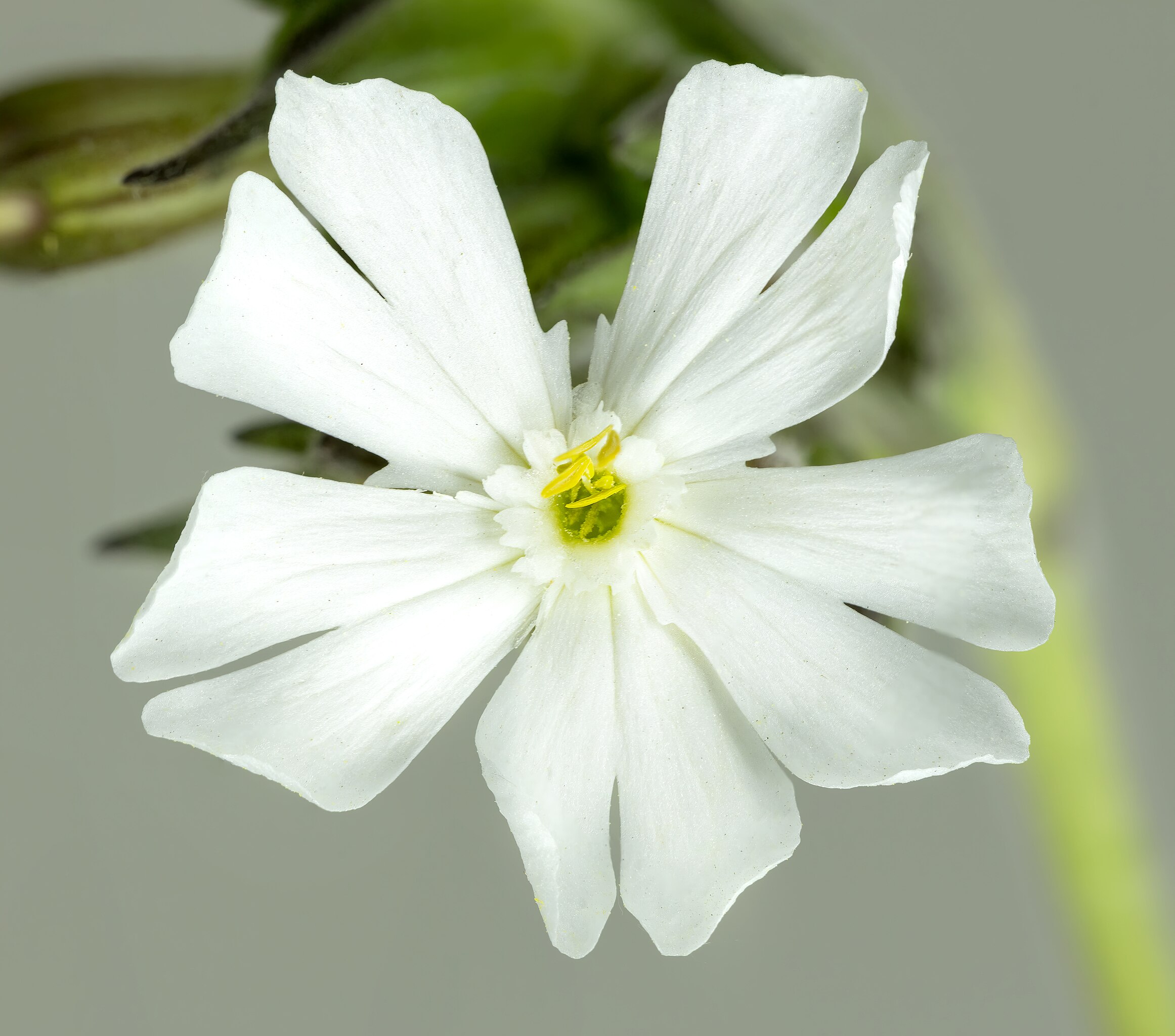Illustration Silene latifolia, Par Didier Descouens, via wikimedia 