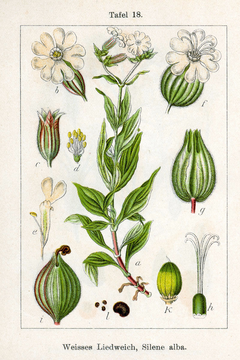 Illustration Silene latifolia, Par Johann+Georg+Sturm+%28Peintre+%3A+Jacob+Sturm%29, via wikimedia 