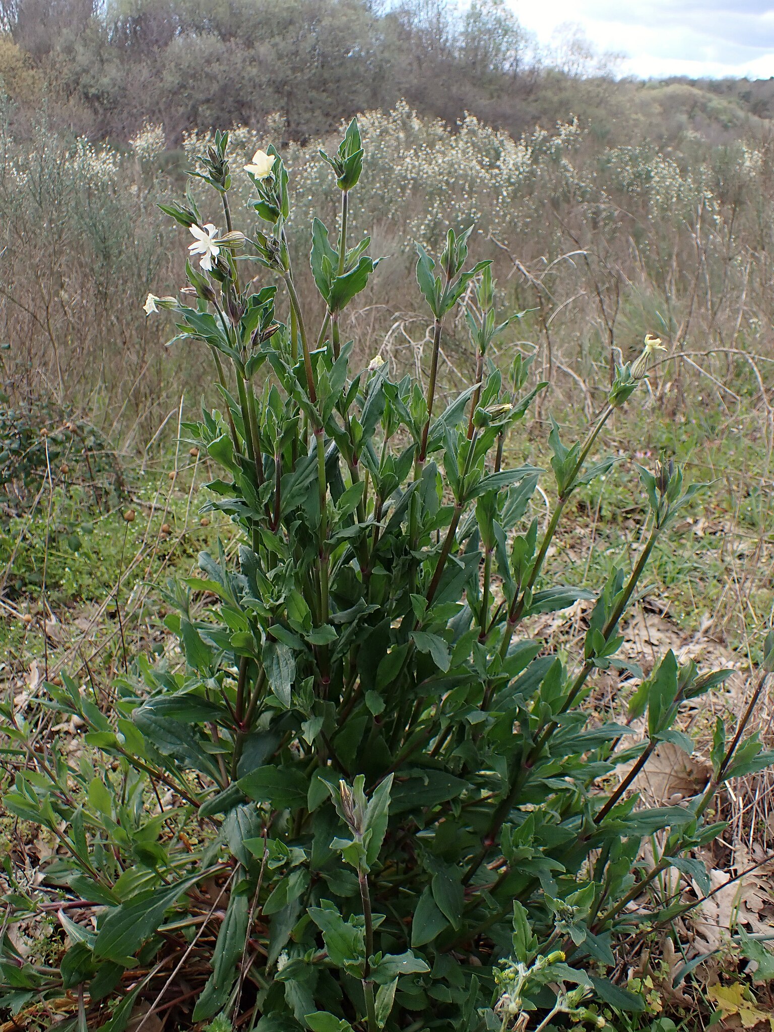 Illustration Silene latifolia, Par Krzysztof+Ziarnek%2C+Kenraiz, via wikimedia 