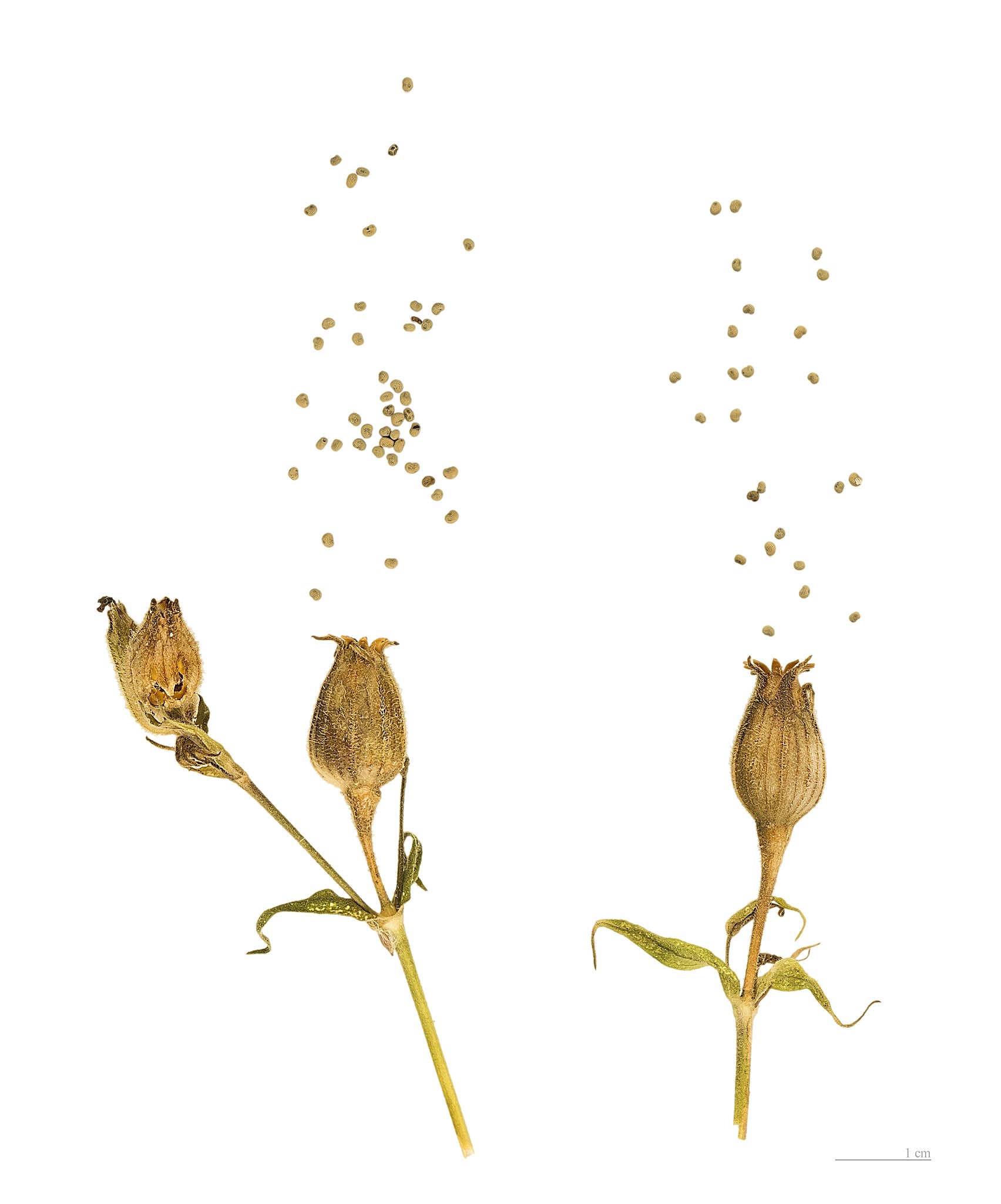 Illustration Silene latifolia, Par Didier Descouens, via wikimedia 