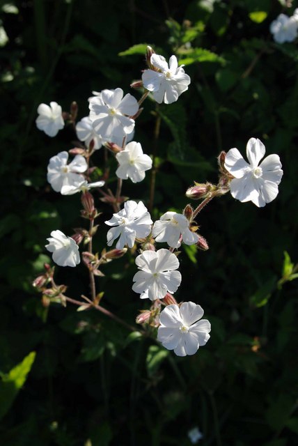 Illustration Silene latifolia, Par Glyn Baker, via wikimedia 