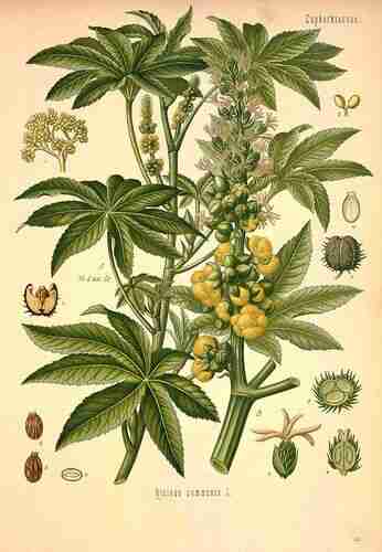 Illustration Ricinus communis, Par Köhler F.E. (Medizinal Pflanzen, vol. 2: t. 160 ; 1890), via plantillustrations.org 