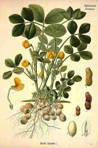 Illustration Arachis hypogaea, Par Köhler F.E. (Medizinal Pflanzen, vol. 3: t. 42 ; 1890), via plantillustrations.org 