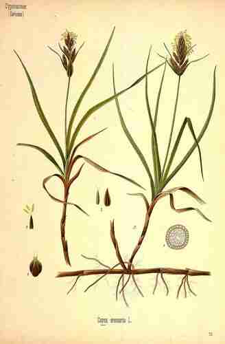 Illustration Carex arenaria, Par Köhler F.E. (Medizinal Pflanzen, vol. 3: t. 73 ; 1890), via plantillustrations.org 