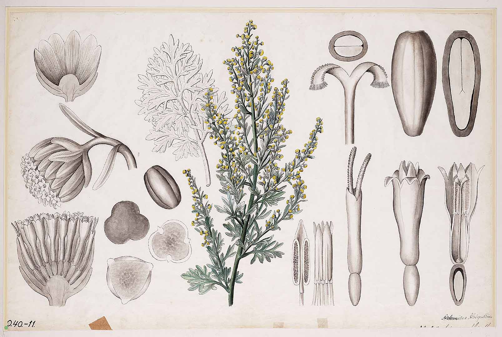 Illustration Artemisia absinthium, Par Botanische wandplaten, via plantillustrations 