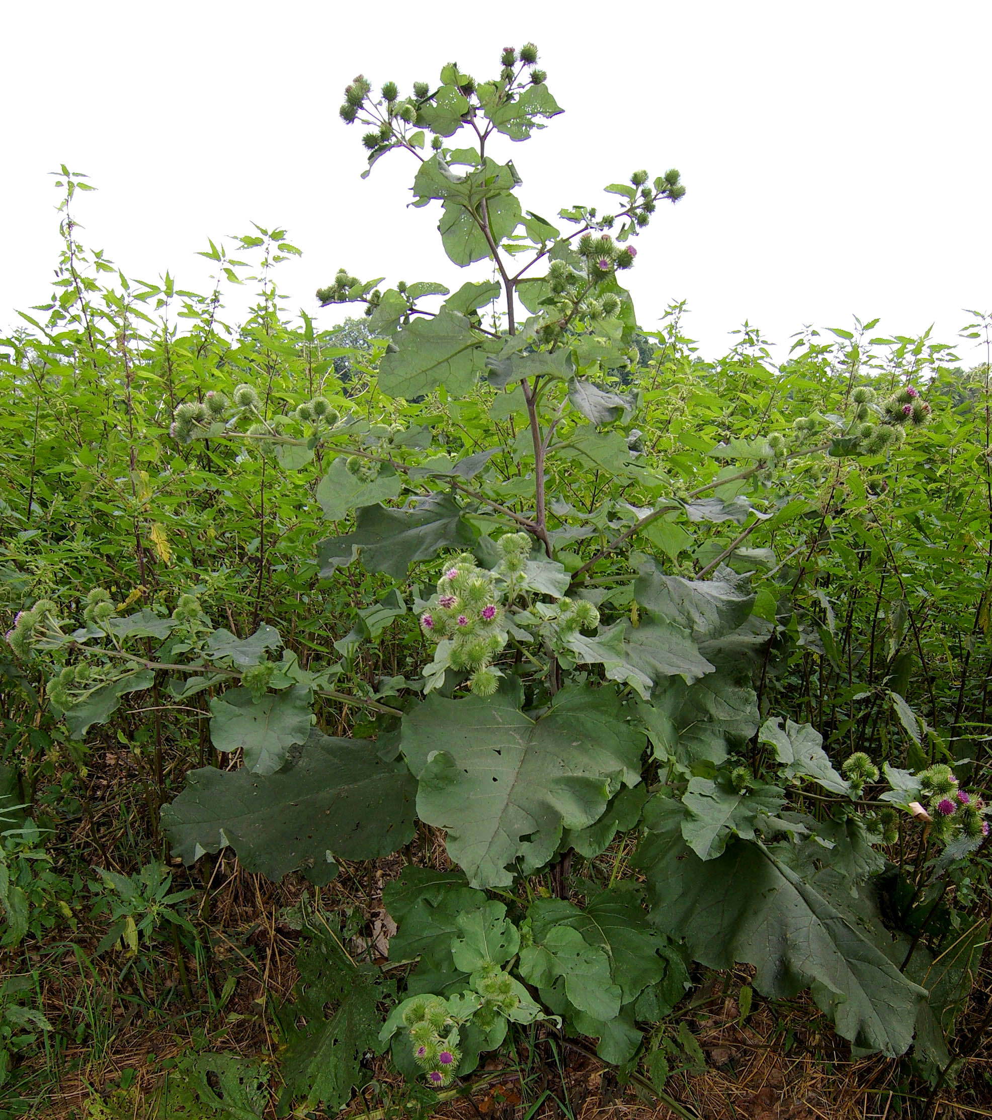Illustration Arctium lappa, Par Christian Fischer, via wikimedia 