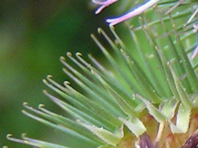Illustration Arctium lappa, Par Pethan et Jahoe, via wikimedia 
