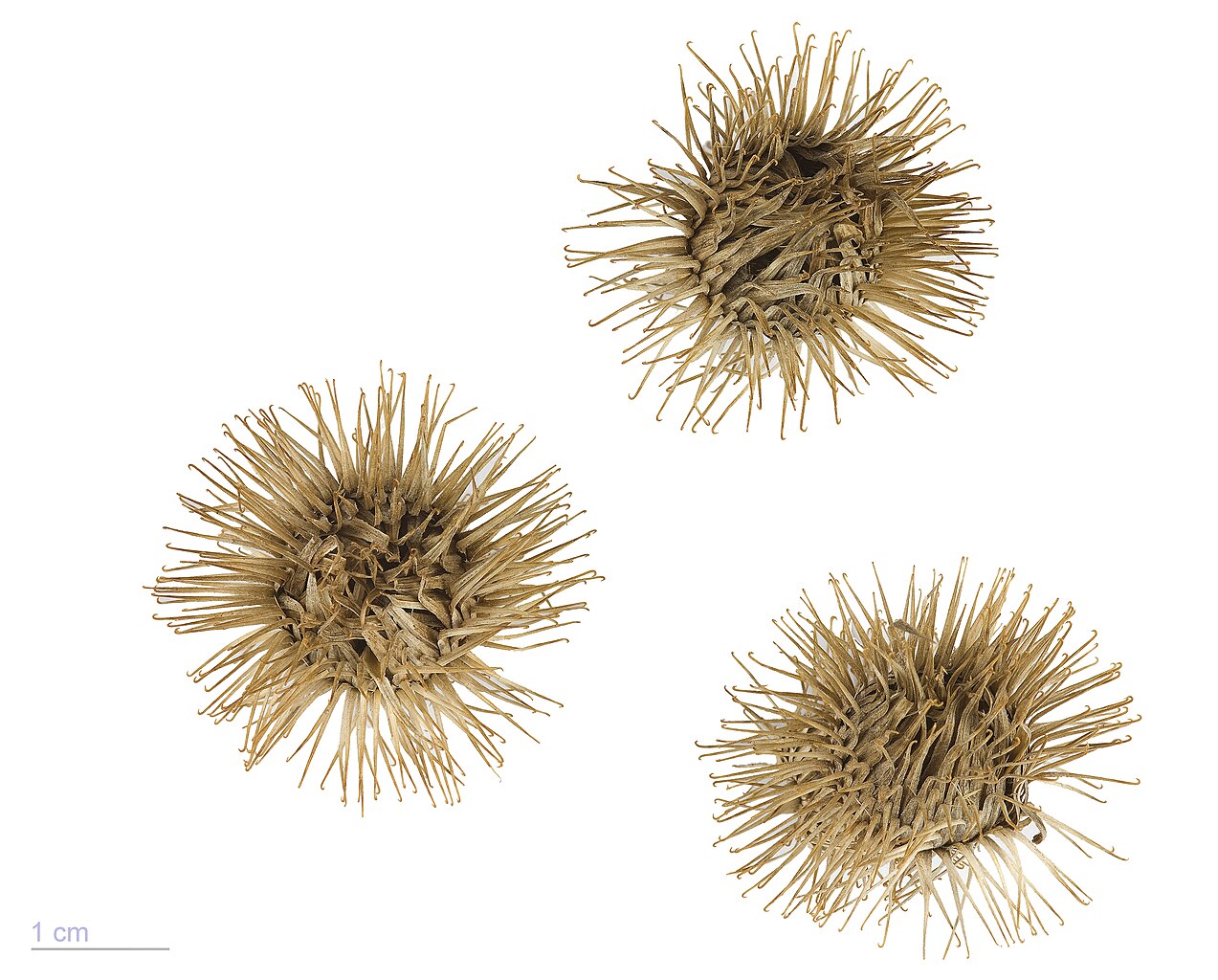 Illustration Arctium lappa, Par Roger Culos, via wikimedia 