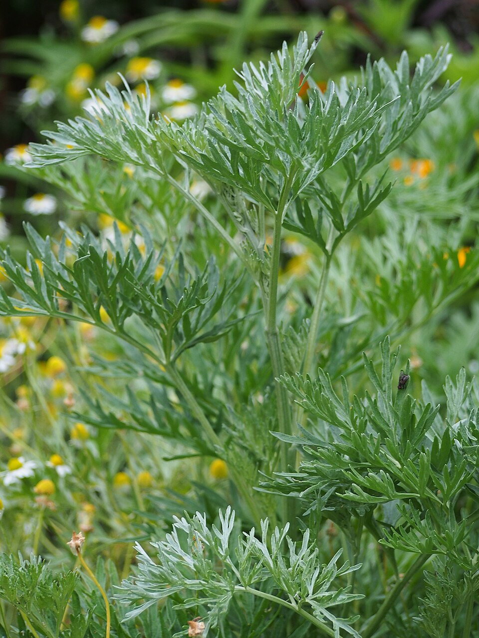 Illustration Artemisia absinthium, Par Agnieszka+Kwiecie%C5%84%2C+Nova, via wikimedia 