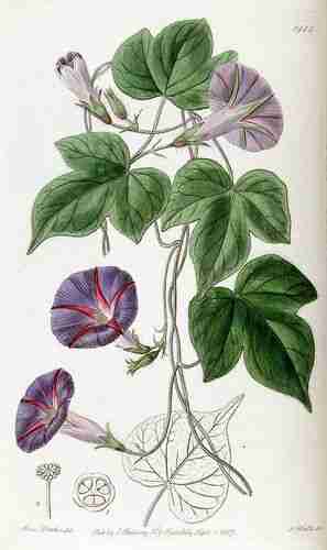 Illustration Ipomoea purpurea cv. 'Knowlians Black', Par Edwards's Botanical Register (vol. 23: t. 1988 1837), via plantillustrations 