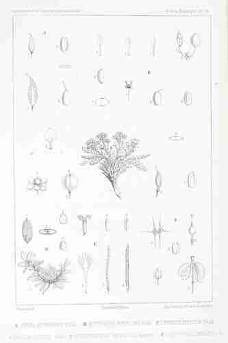 Illustration Lepidium meyenii, Par Weddell H.A. (Chloris andina, essai d´une flore de la re?gion alpine des Cordille?res de l´Ame?rique du Sud, vol. 2: t. 86, 1857) [ Riocrieux], via botanicalillustrations 