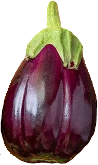 Illustration Solanum melongena cv. 'Monstrueuse De New York', Par , via x 