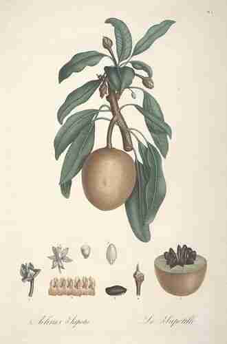 Illustration Manilkara zapota, Par Tussac F.R. (Flore des Antilles, t. 5 ; 1808) [not indicated], via plantillustrations.org 