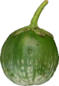 Illustration Solanum melongena cv. 'Thai Round Green', Par , via x 