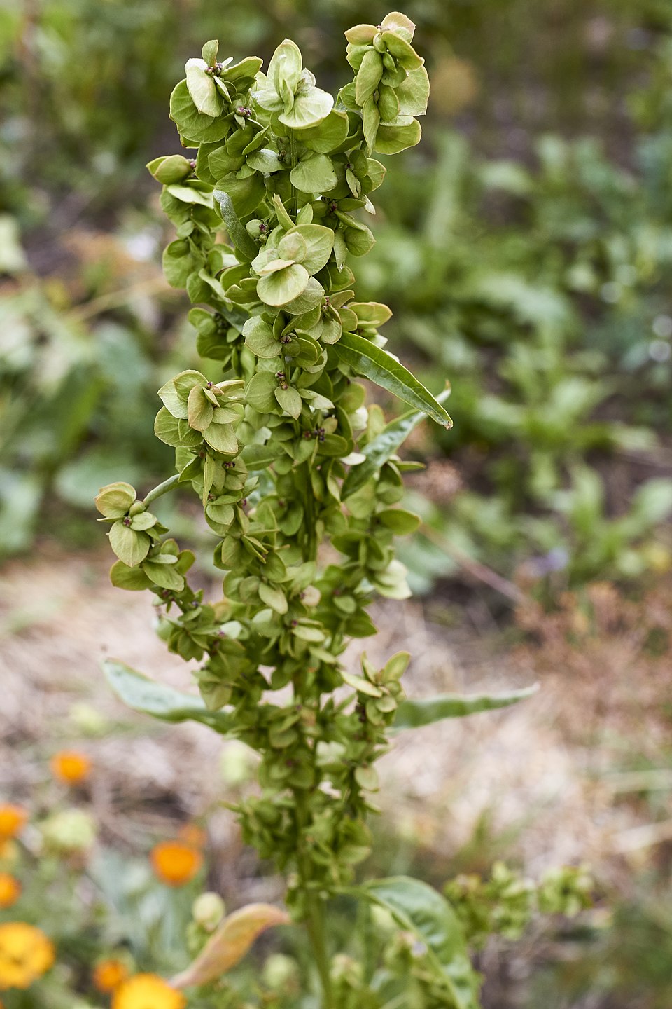 Illustration Atriplex hortensis, Par Prozentzwanzig, via wikimedia 