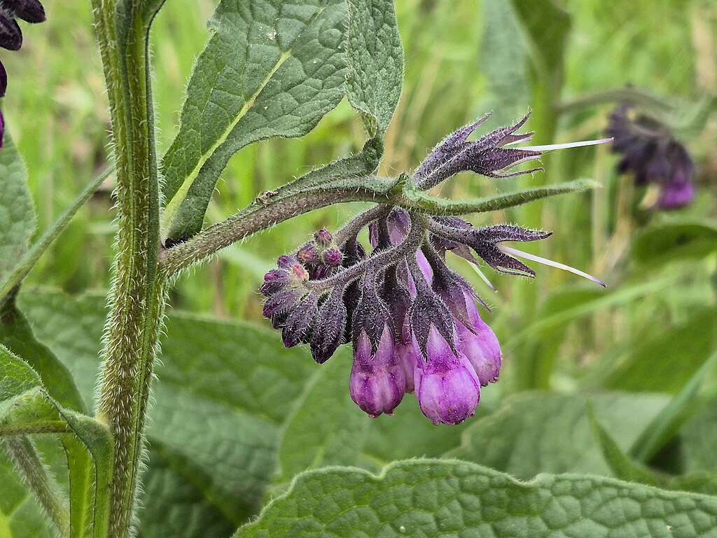Illustration Symphytum officinale, Par Stefan.lefnaer, via wikimedia 