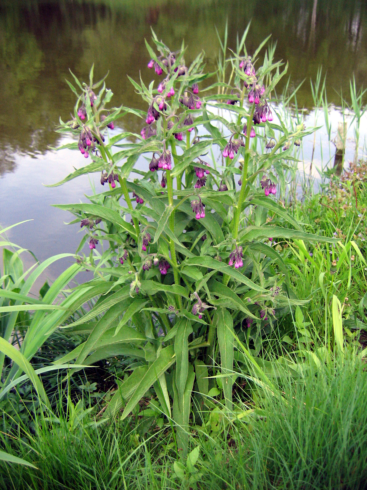 Illustration Symphytum officinale, Par Agnieszka Kwiecie? (Nova), via wikimedia 