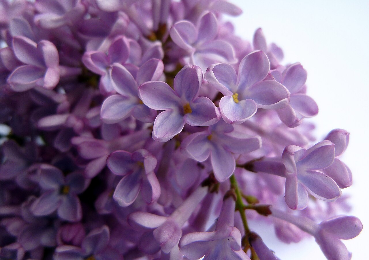 Illustration Syringa vulgaris, Par xlibber, via wikimedia 