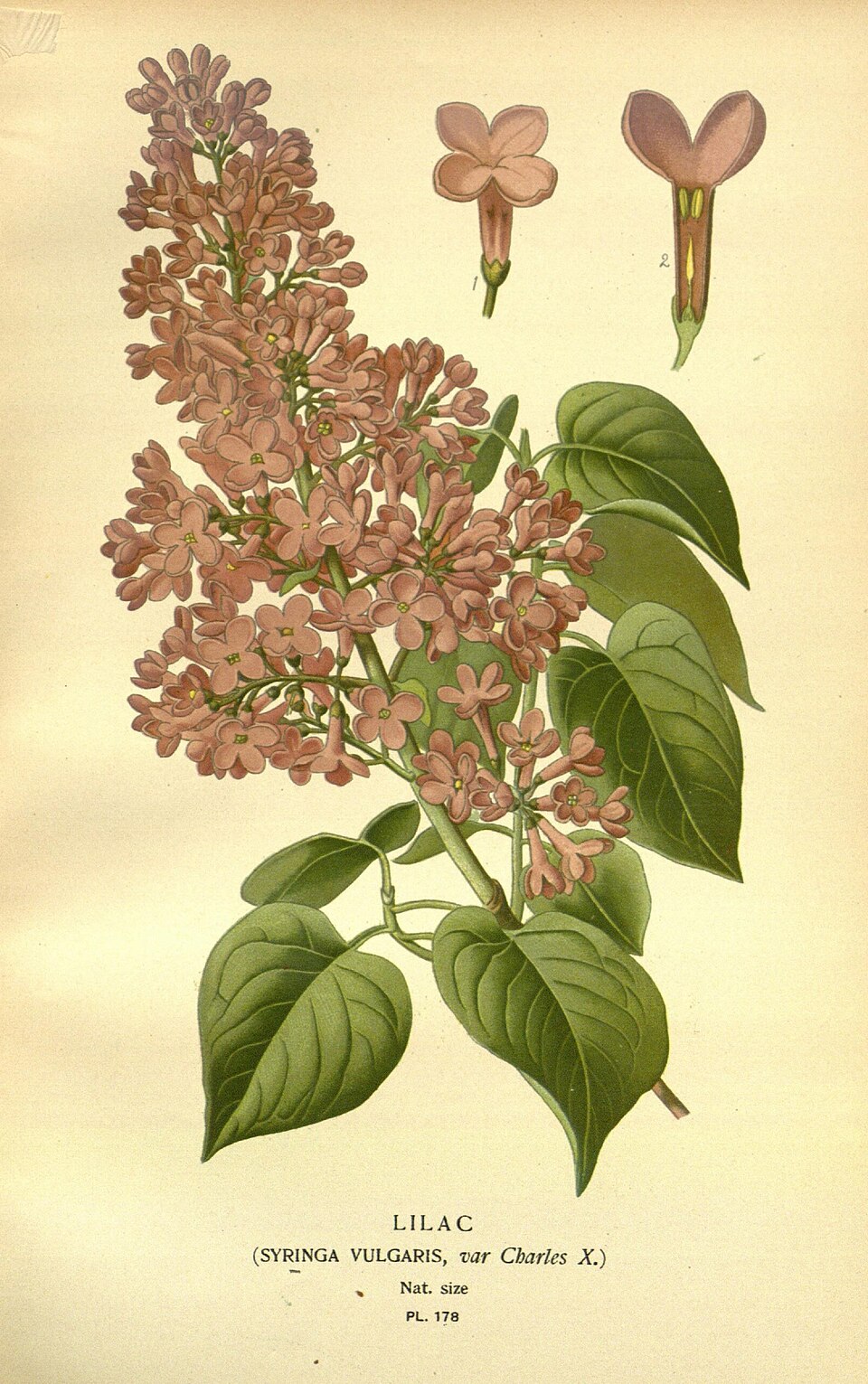 Illustration Syringa vulgaris, Par Bois%2C+D.%3B+Frederick+Warne+%28Firm%29%3B+Herincq%2C+B.%3B+Step%2C+Edward%3B+Watson%2C+William, via wikimedia 
