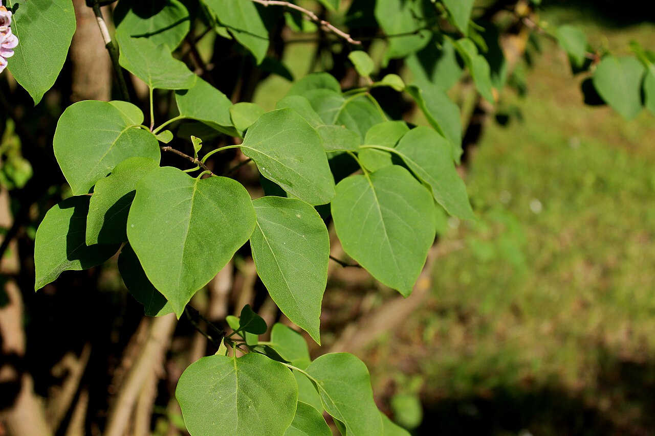 Illustration Syringa vulgaris, Par AfroBrazilian, via wikimedia 