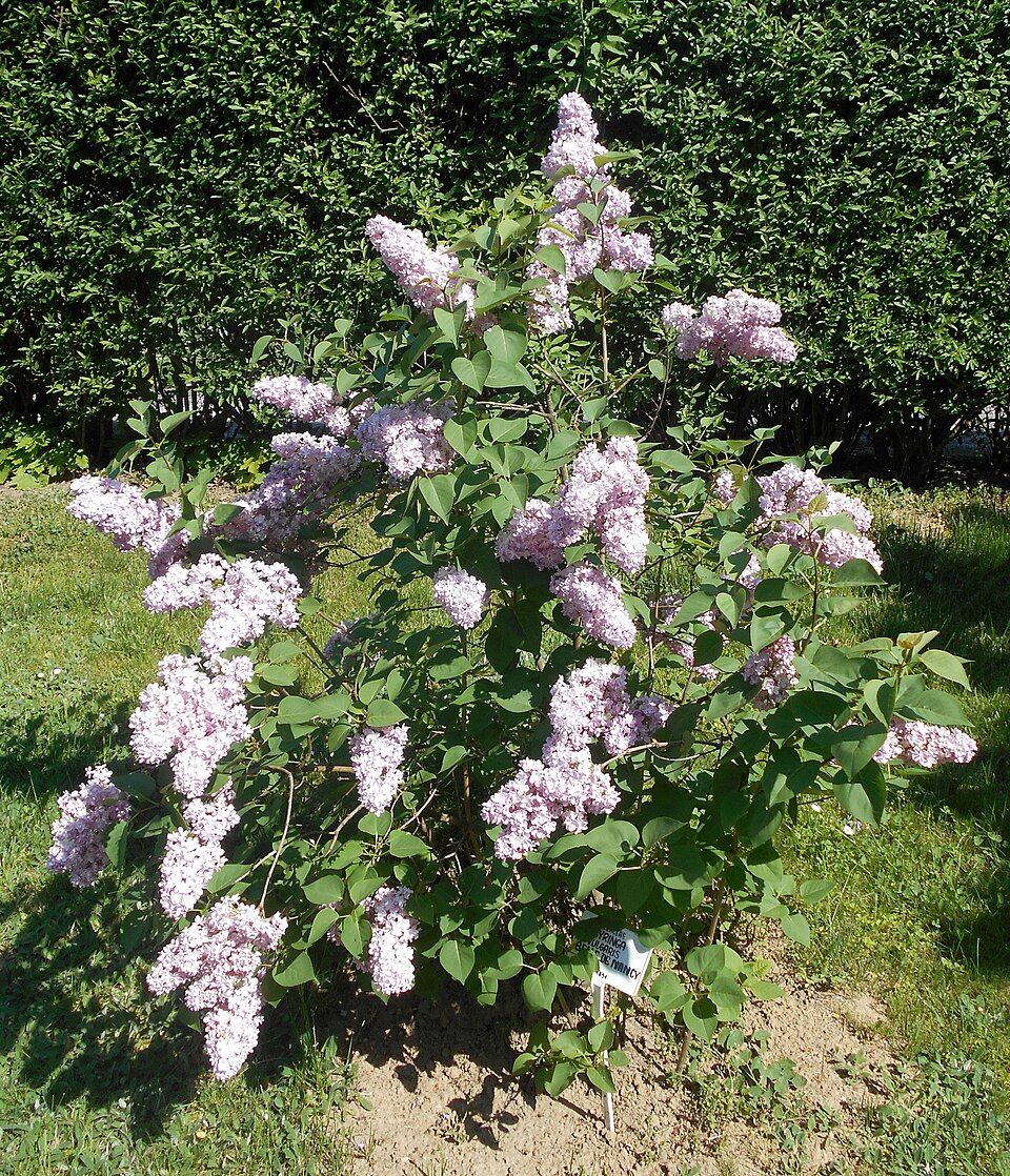 Illustration Syringa vulgaris, Par Salicyna, via wikimedia 