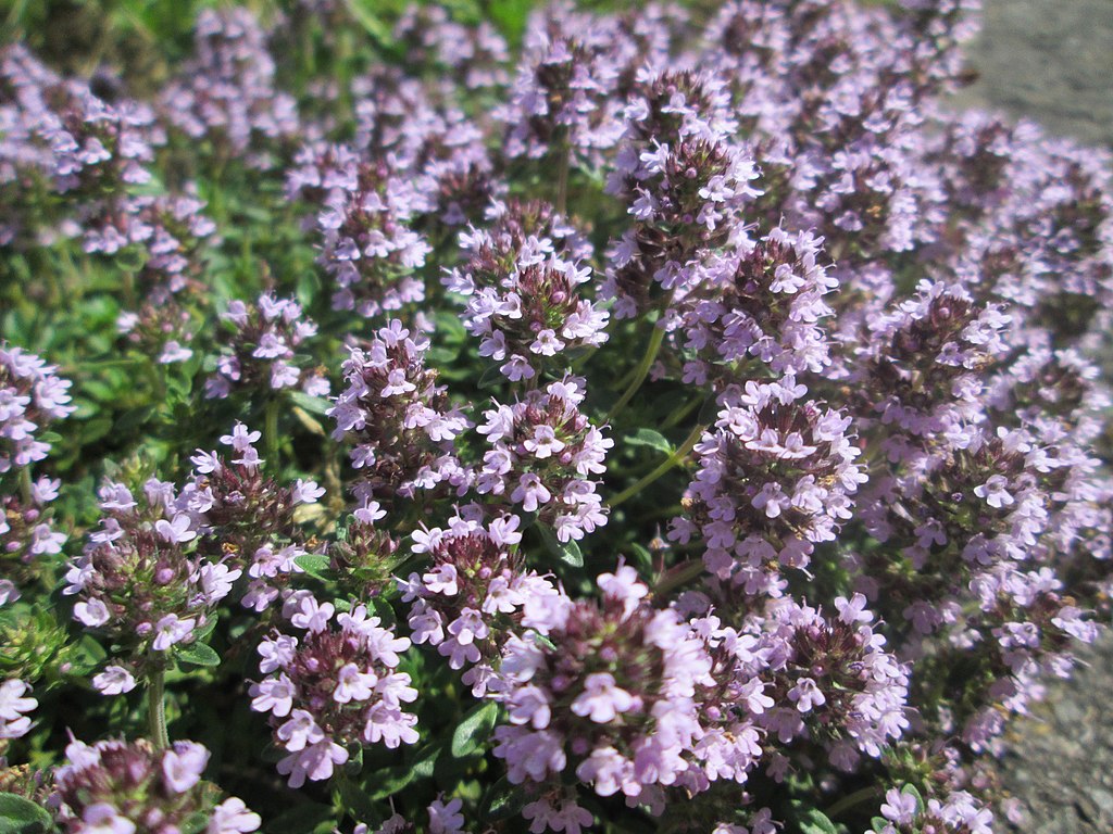 Illustration Thymus serpyllum, Par AnRo0002, via wikimedia 