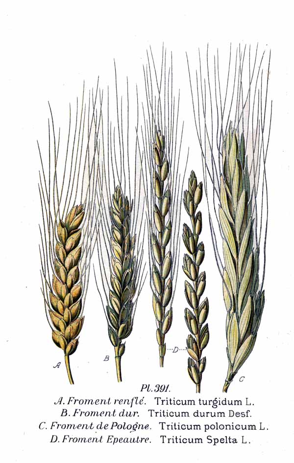 Illustration Triticum spelta, Par Am%C3%A9d%C3%A9e+Masclef, via wikimedia 