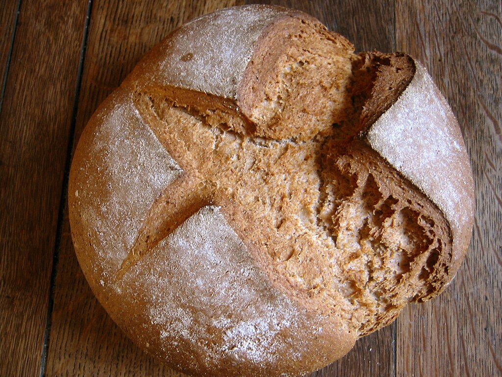 Illustration Triticum spelta, Par adactio, via wikimedia 