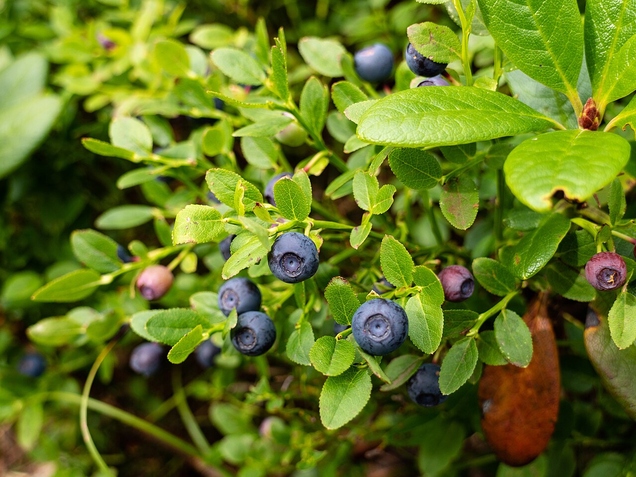 Illustration 41208_Vaccinium_myrtillus_wikimedia_Ergaki,_Blueberry_fruit_and_leaves,_Sayan_Mountains,_Russia.jpg