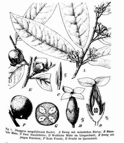 Illustration Diospyros mespiliformis, Botanische Jahrbucher fur Systematik, Pflanzengeschic