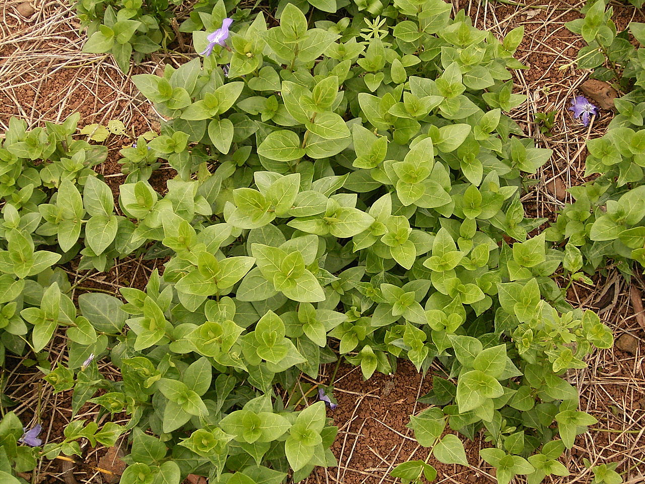 Illustration Vinca major, Par Frank Vincentz, via wikimedia 