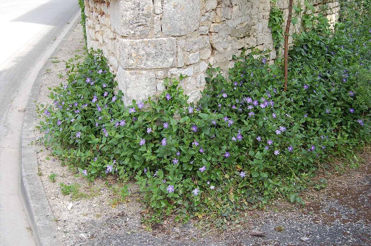 Illustration Vinca major, Par Michel Chauvet, via wikimedia 