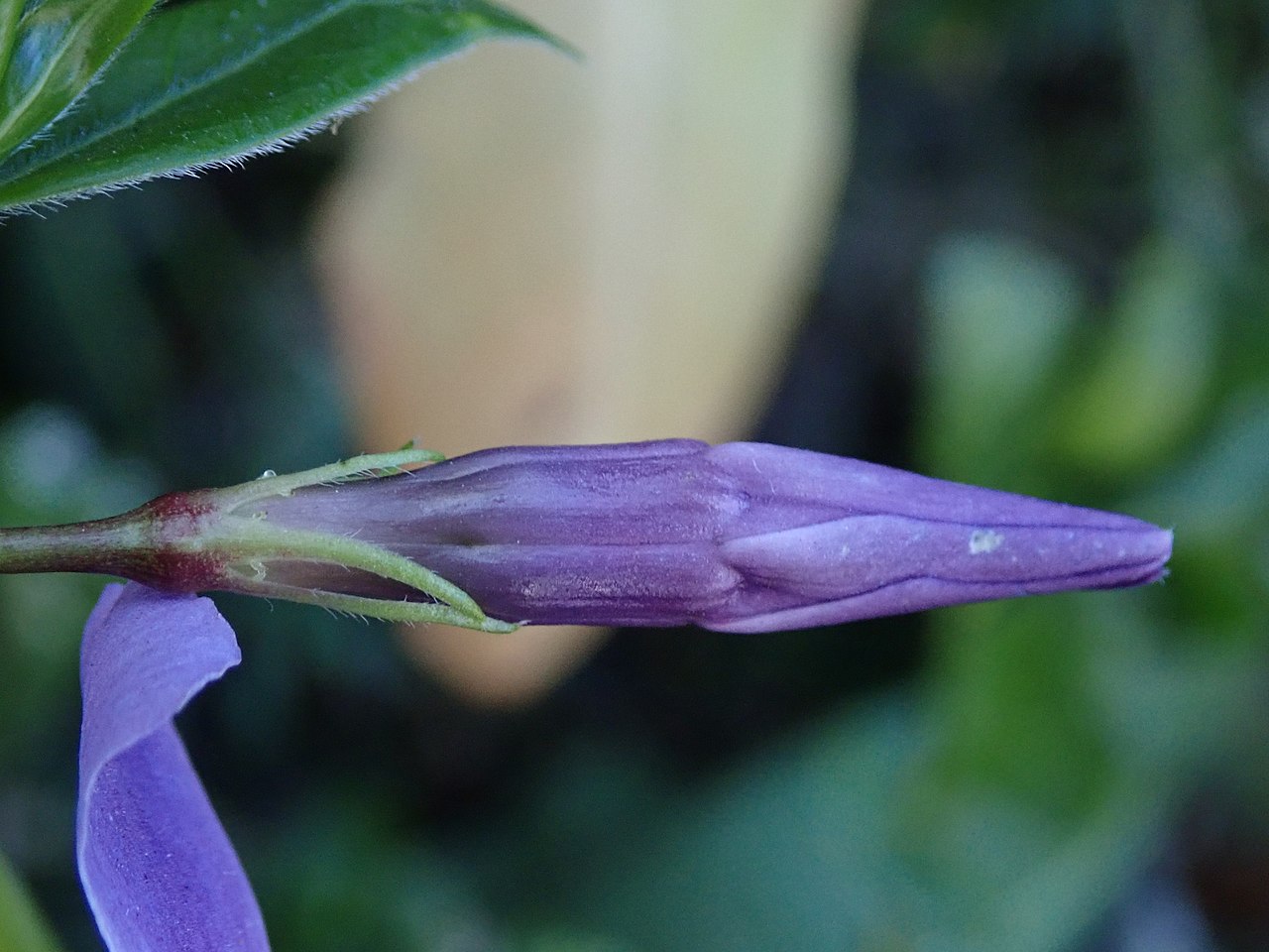 Illustration Vinca major, Par Daniel Cahen, via wikimedia 