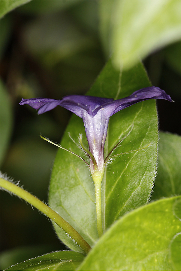 Illustration Vinca major, Par Roland.aprent, via wikimedia 