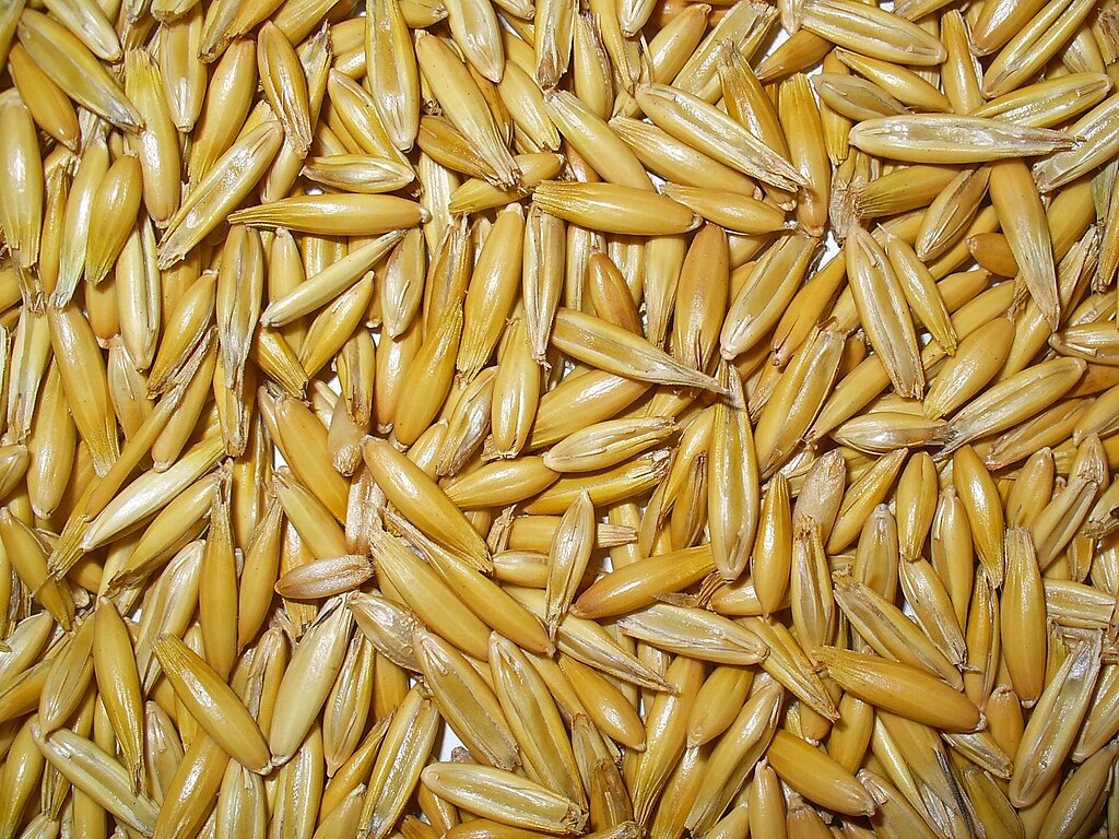 Illustration Avena sativa, Par H. Zell, via wikimedia 