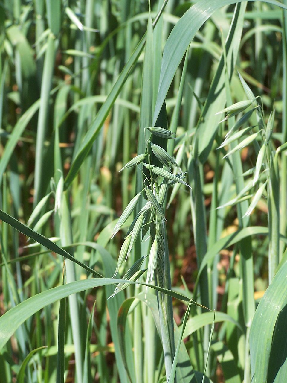 Illustration Avena sativa, Par Sendelbach, via wikimedia 
