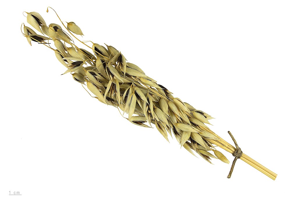 Illustration Avena sativa, Par Roger Culos, via wikimedia 