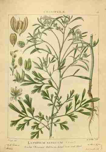 Illustration Lepidium sativum, Par Wig