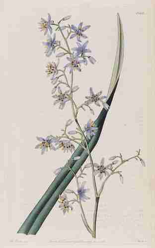 Illustration Dianella revoluta, Botanical Register (vol. 13: t. 1120, 1827) [M. Hart], via plantillustrations.org  