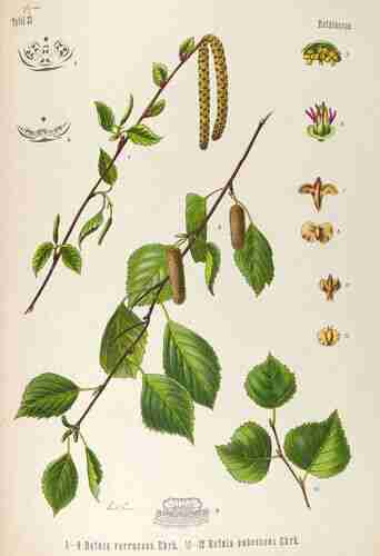 Illustration Betula pubescens, Par Köhler F.E. (Medizinal Pflanzen, vol. 4: t. 33 ; 1890), via plantillustrations.org [E.v.C]