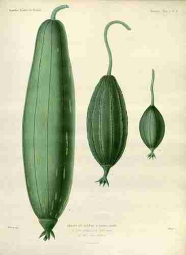 Illustration Luffa acutangula, Par Nouvelles Archives du Muséum d´Histoire Naturelle (vol. 1: t. 6, 1865) [Riocreux], via plantillustrations 