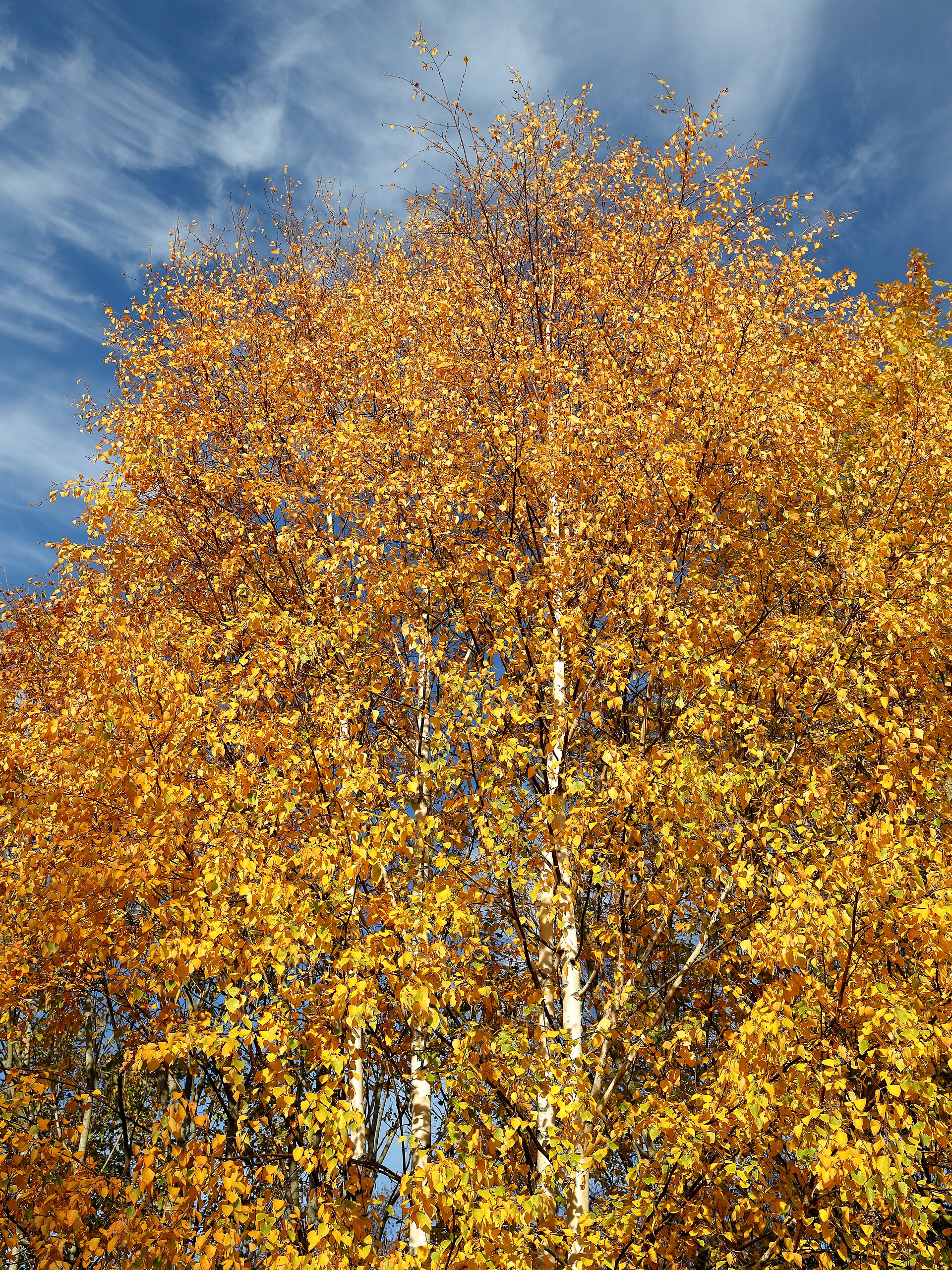 Illustration Betula pubescens, Par ImagesFree4U, via wikimedia 