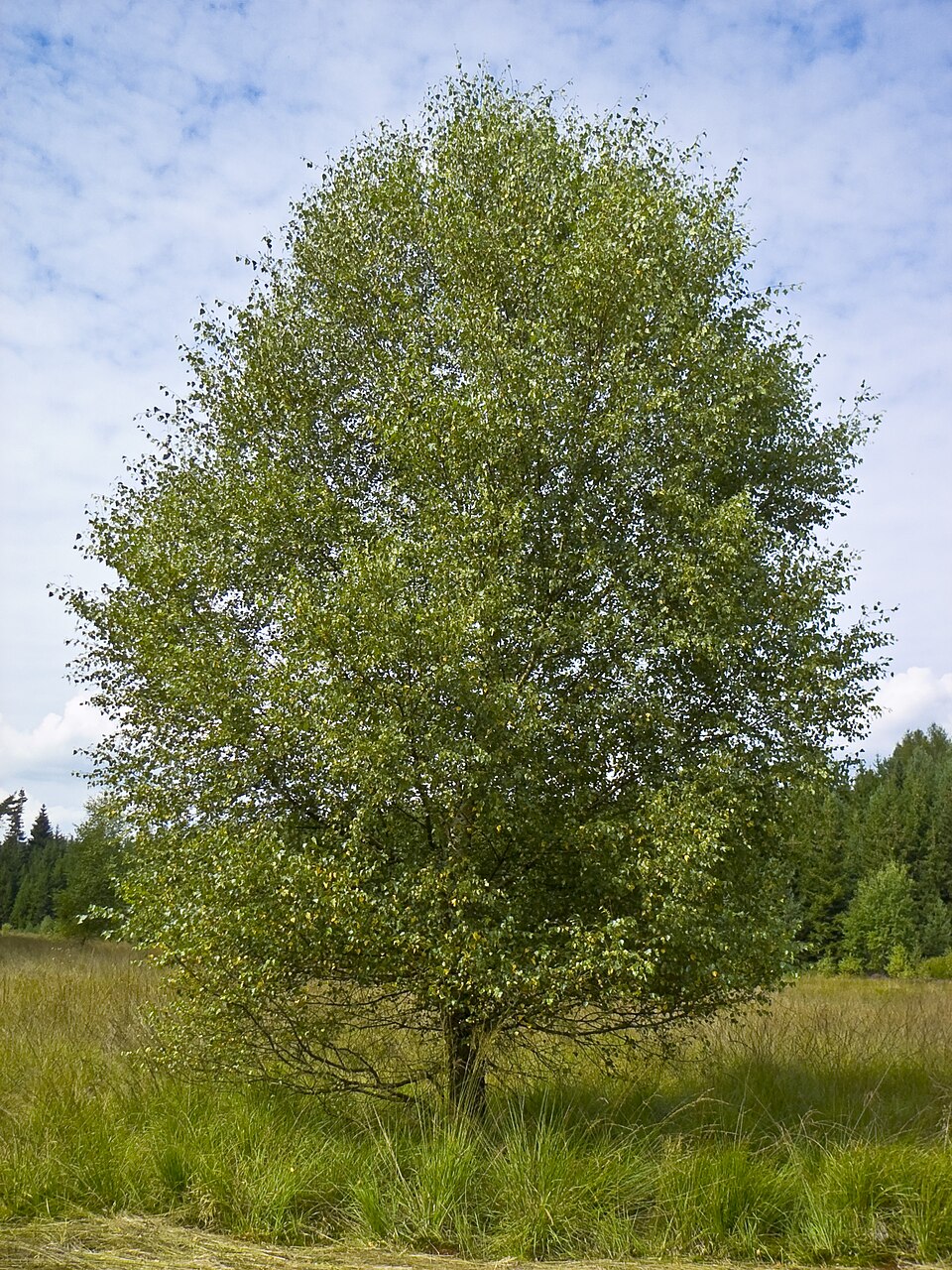 Illustration Betula pubescens, Par Willow, via wikimedia 