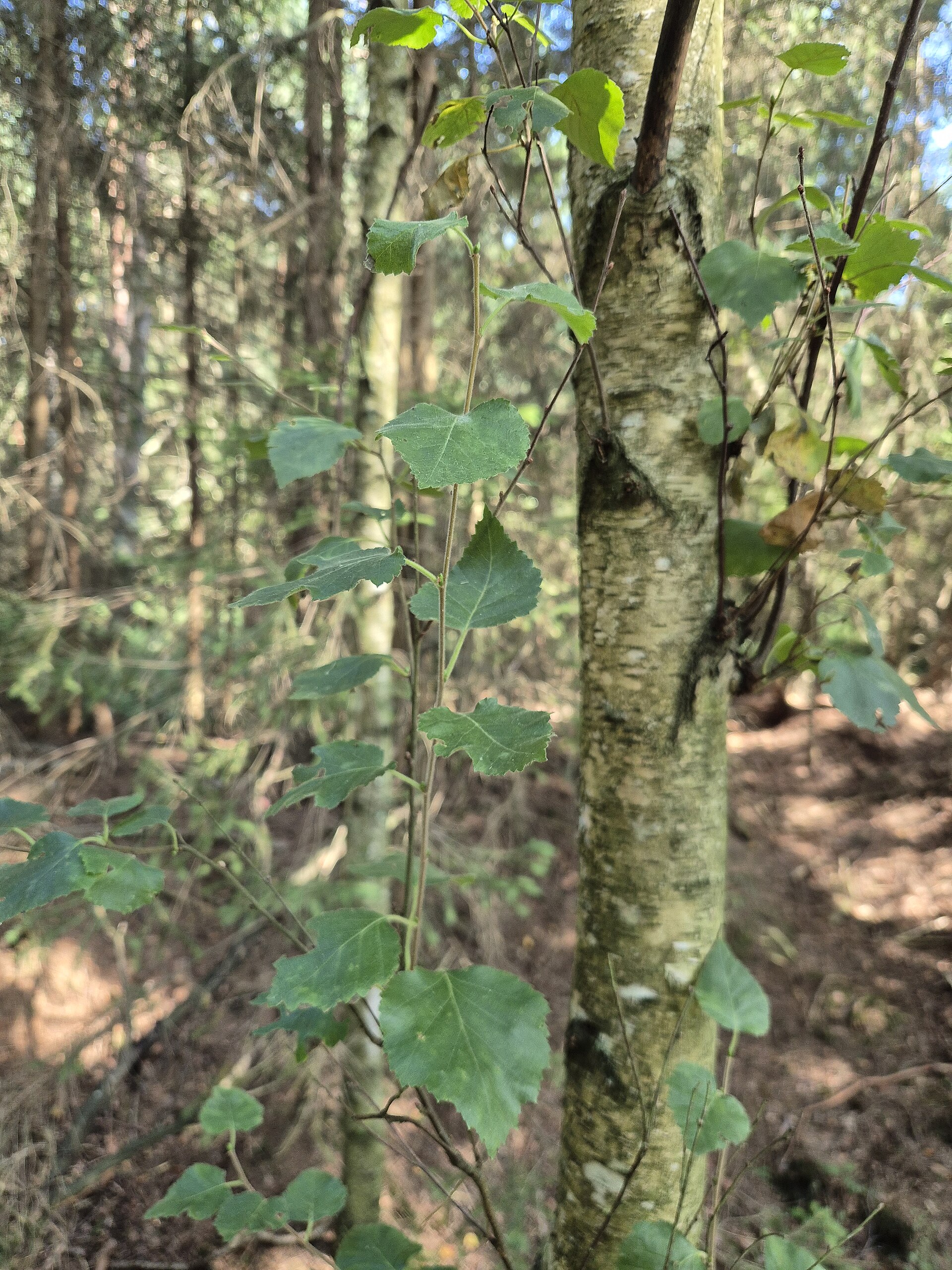Illustration Betula pubescens, Par Stefan.lefnaer, via wikimedia 