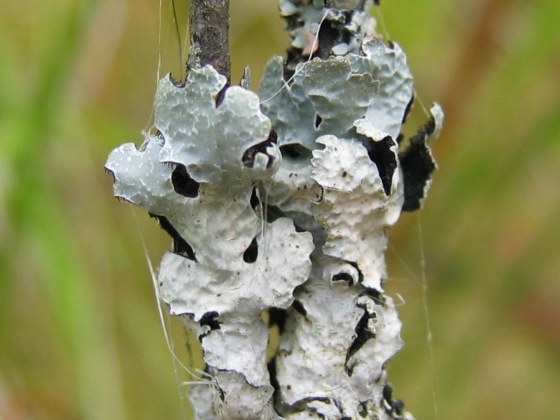 Illustration Betula pubescens, Par Kristian Peters, via wikimedia 